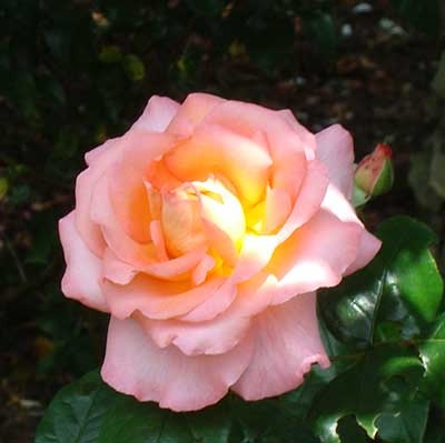 Bath Rose