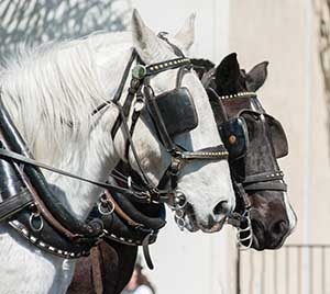 Horse Blinders