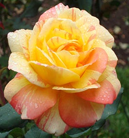 Rose2