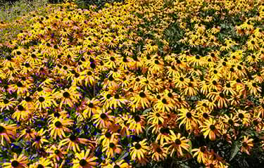 field of flowers