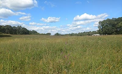 meadow